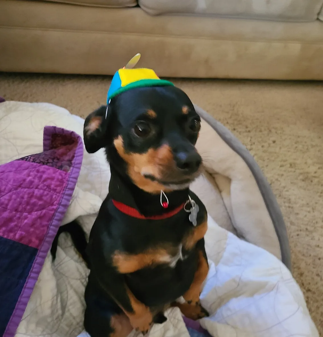 Customer photo of a pet with the Propeller Beanie Hat