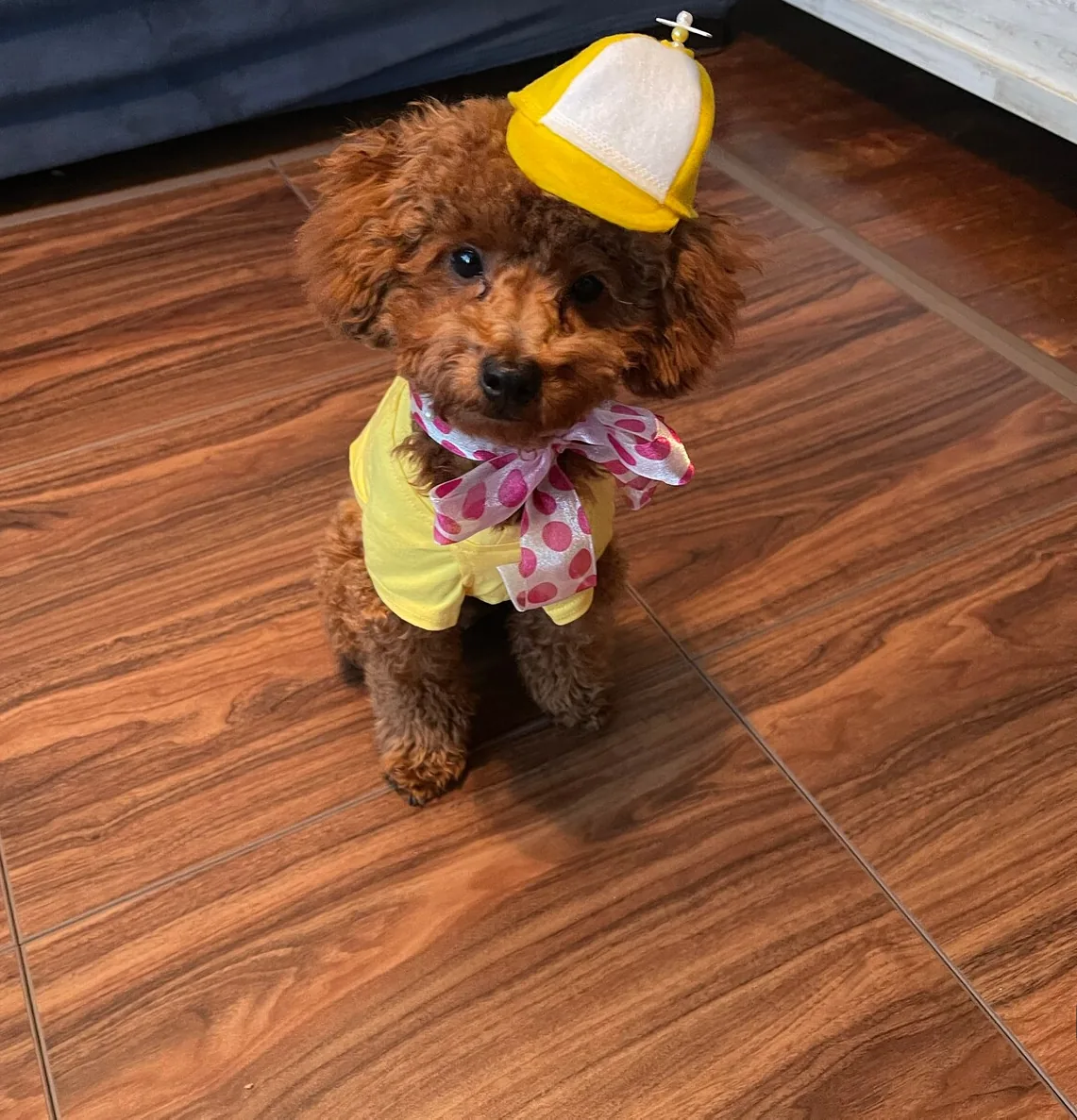Customer photo of a pet with the Propeller Beanie Hat