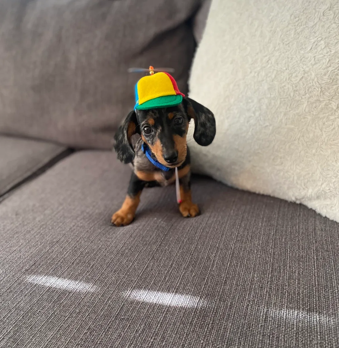 Customer photo of a pet with the Propeller Beanie Hat