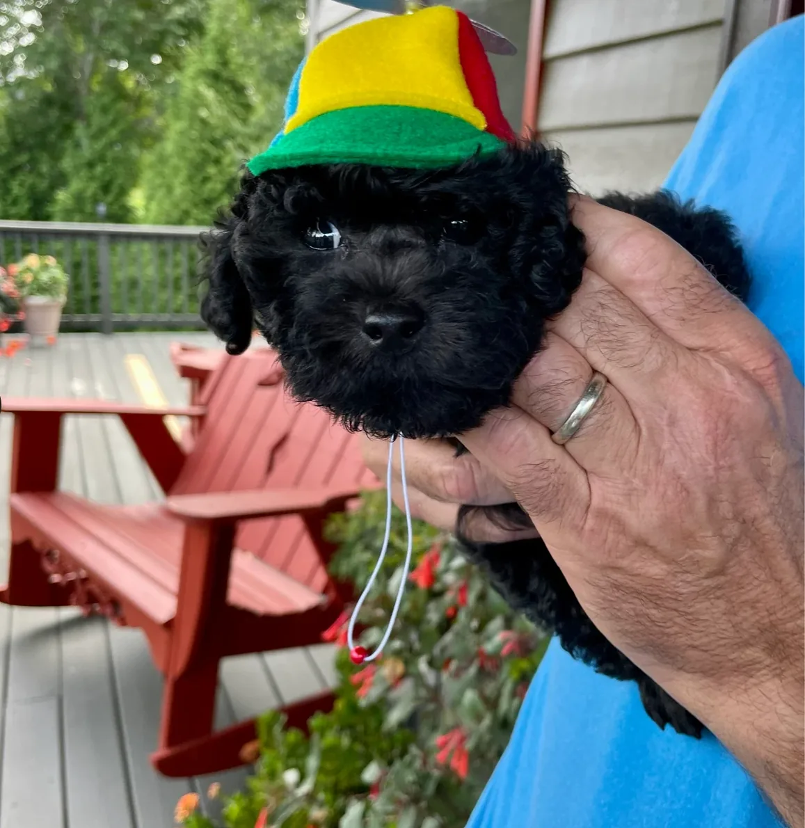 Customer photo of a pet with the Propeller Beanie Hat