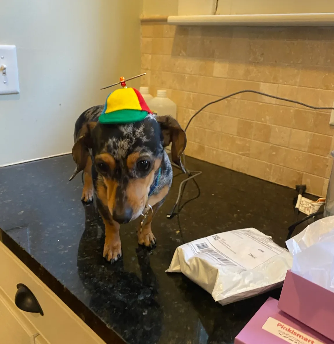 Customer photo of a pet with the Propeller Beanie Hat
