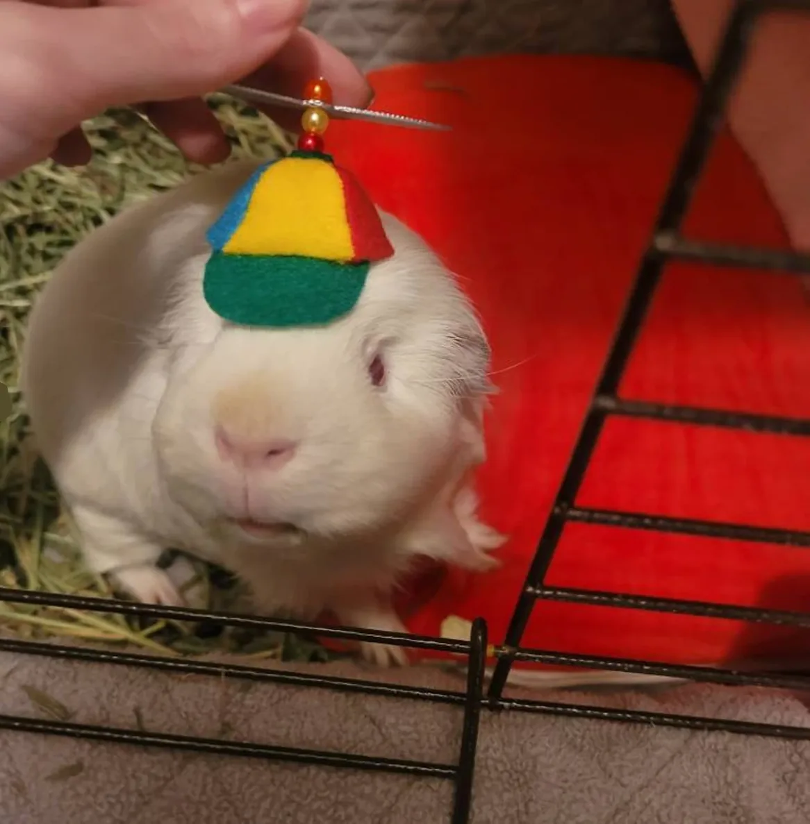 Customer photo of a pet with the Propeller Beanie Hat
