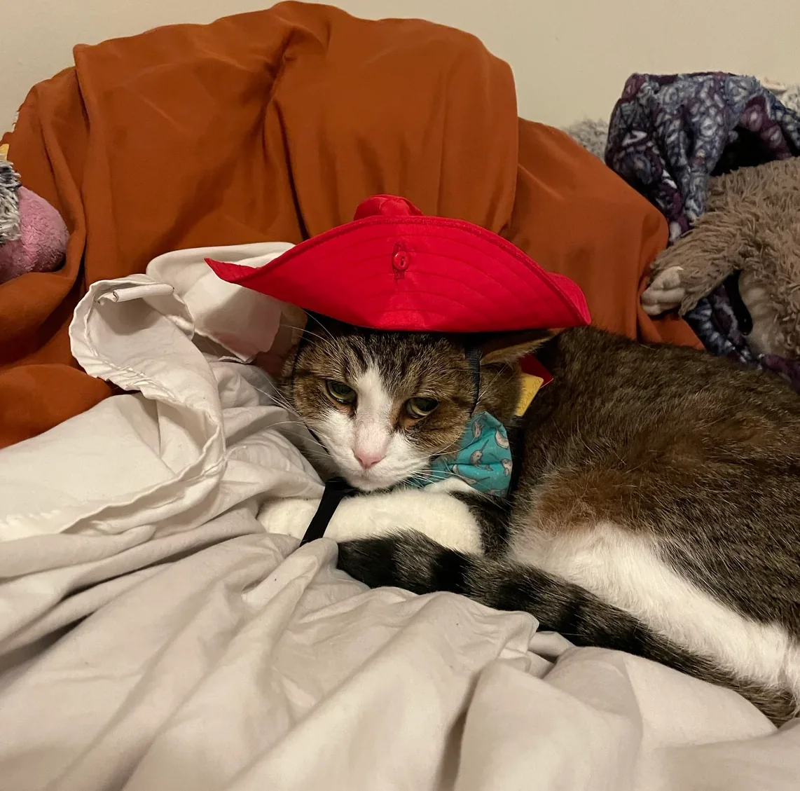 Customer photo of a pet with the Red Rain Hat