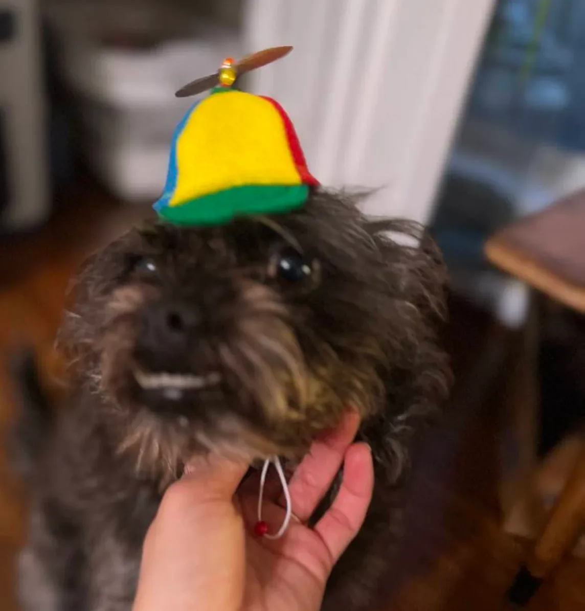 Customer photo of a pet with the Propeller Beanie Hat