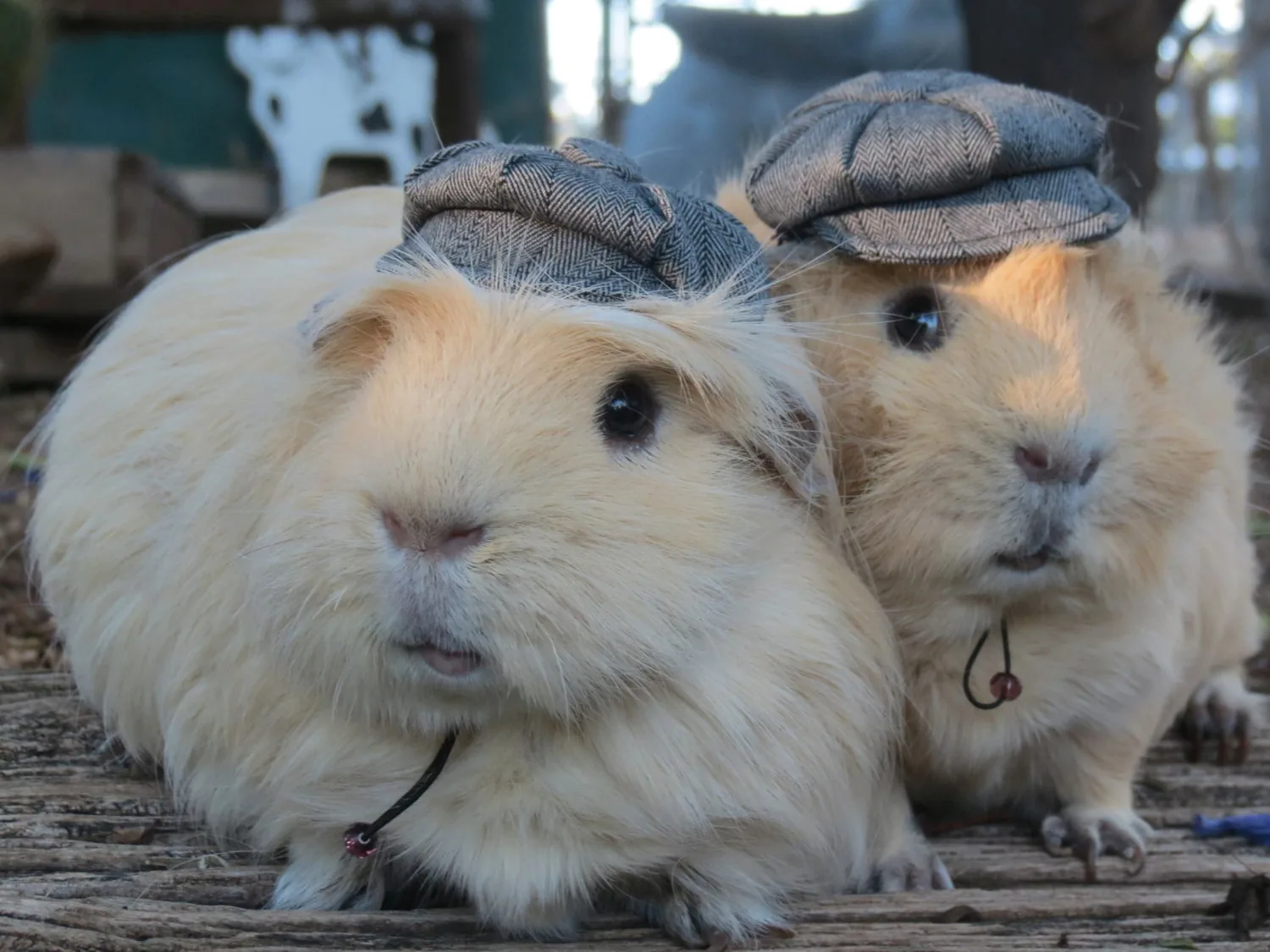 Two fluffy guinea pigs side by side, each wearing a grey herringbone newsboy cap