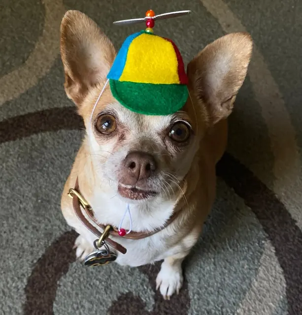 Customer photo of a pet with the Propeller Beanie Hat