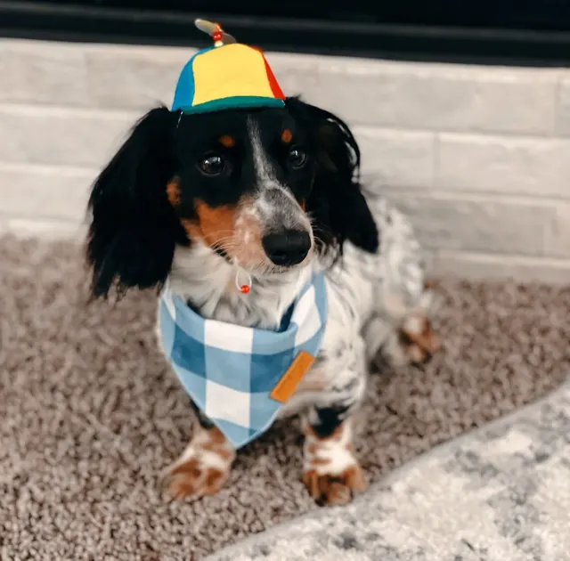 Customer photo of a pet with the Propeller Beanie Hat
