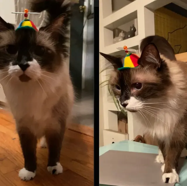 Customer photo of a pet with the Propeller Beanie Hat