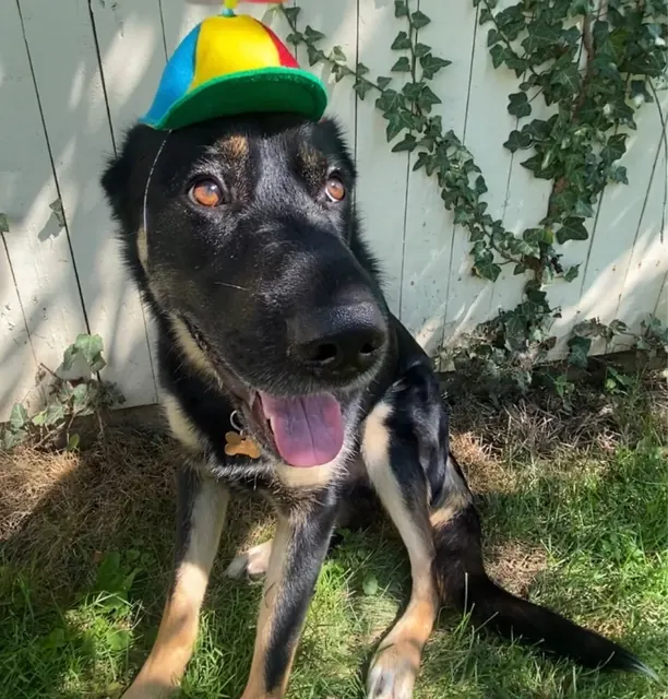 Customer photo of a pet with the Propeller Beanie Hat