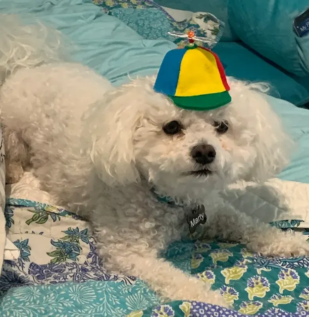 Customer photo of a pet with the Propeller Beanie Hat