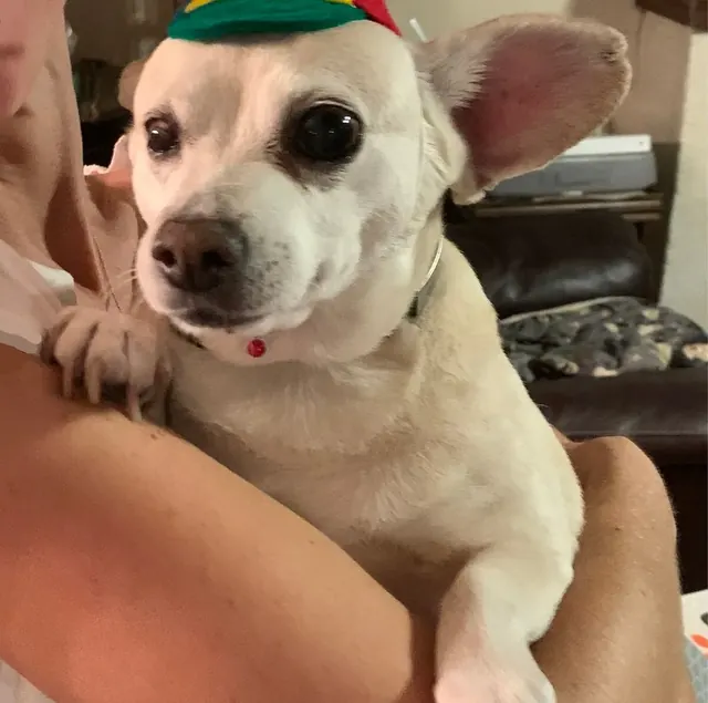 Customer photo of a pet with the Propeller Beanie Hat