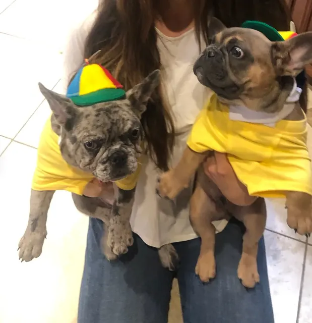 Customer photo of a pet with the Propeller Beanie Hat