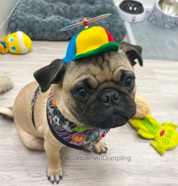 Customer photo of a pet with the Propeller Beanie Hat