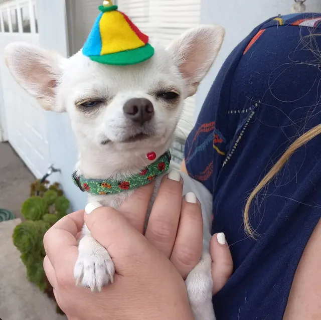 Customer photo of a pet with the Propeller Beanie Hat