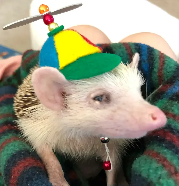 Customer photo of a pet with the Propeller Beanie Hat