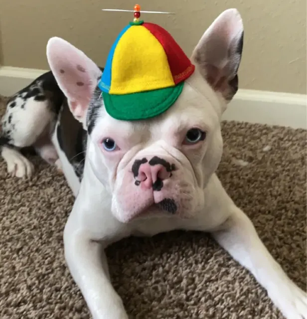 Customer photo of a pet with the Propeller Beanie Hat