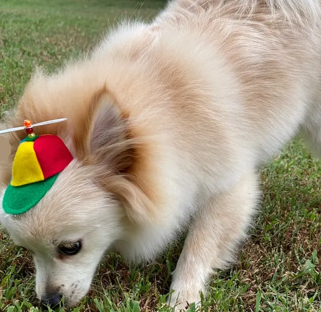 Customer photo of a pet with the Propeller Beanie Hat