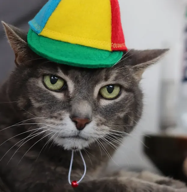 Customer photo of a pet with the Propeller Beanie Hat
