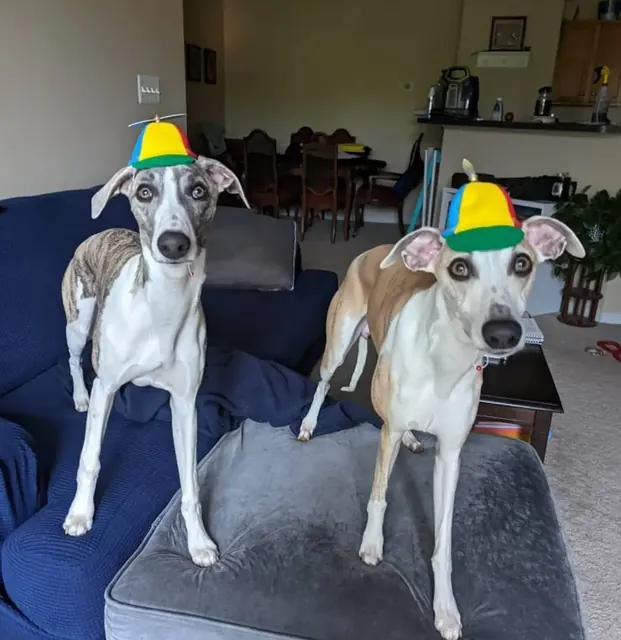 Customer photo of a pet with the Propeller Beanie Hat