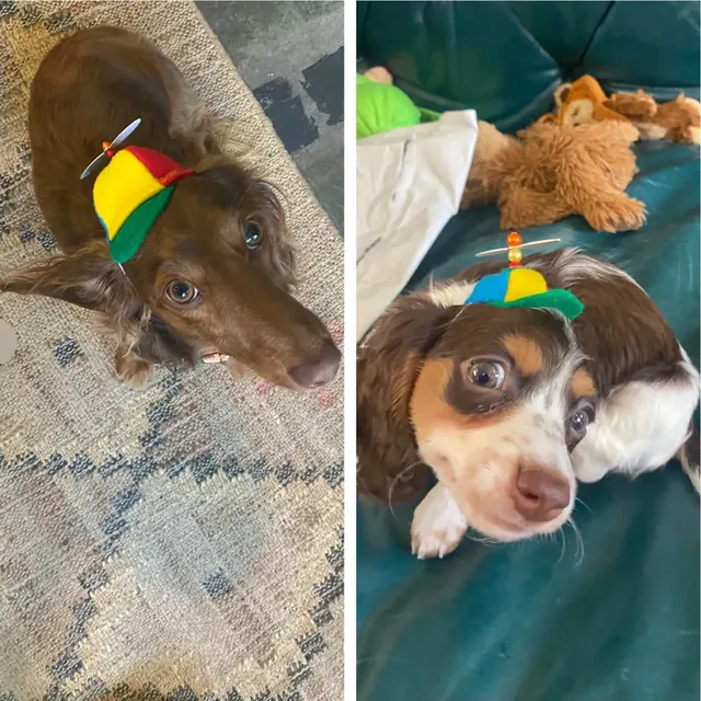 Customer photo of a pet with the Propeller Beanie Hat