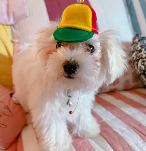 Customer photo of a pet with the Propeller Beanie Hat