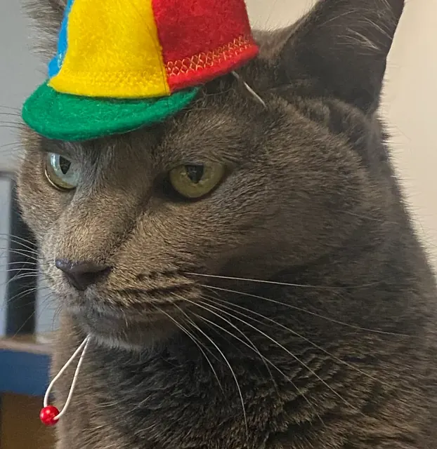 Customer photo of a pet with the Propeller Beanie Hat