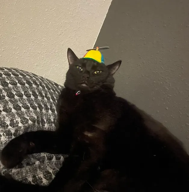 Customer photo of a pet with the Propeller Beanie Hat