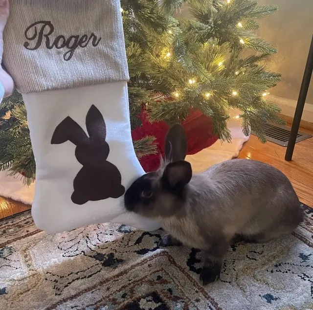 Customer photo of a pet with the Bunny Christmas Stocking