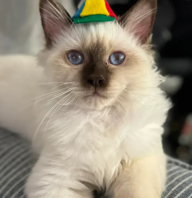 Customer photo of a pet with the Propeller Beanie Hat