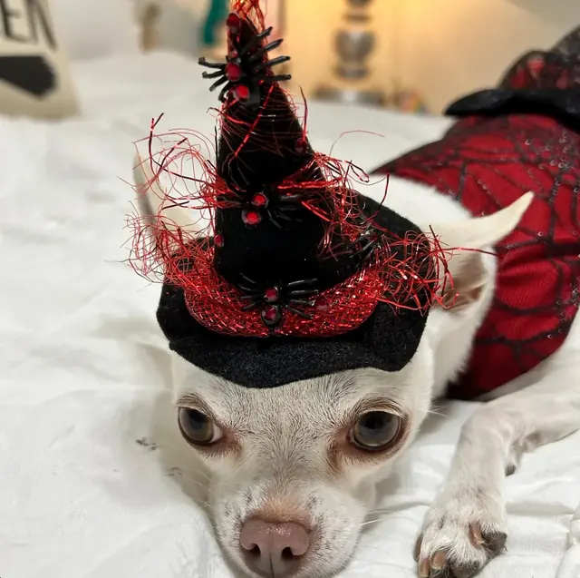 Customer photo of a pet with the Witch Hat