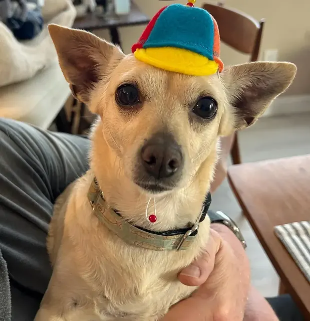 Customer photo of a pet with the Propeller Beanie Hat