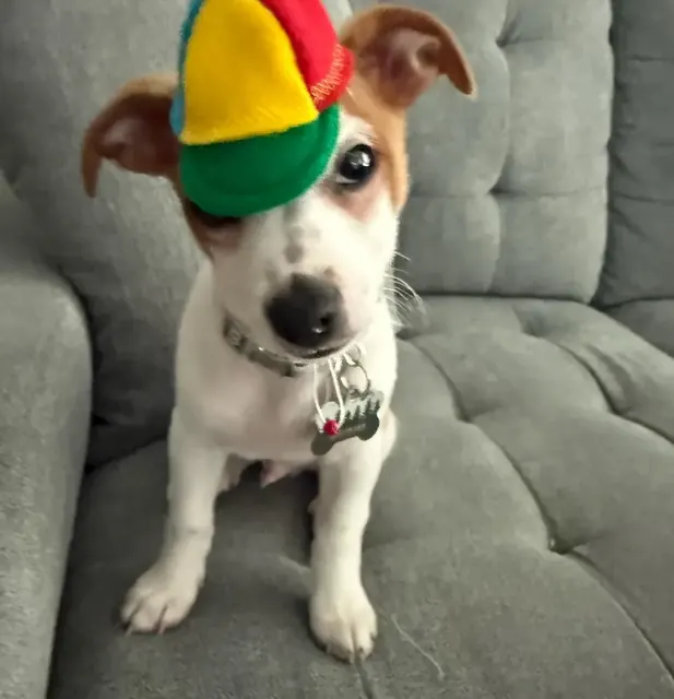 Customer photo of a pet with the Propeller Beanie Hat