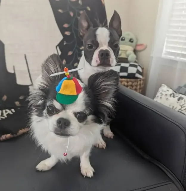 Customer photo of a pet with the Propeller Beanie Hat