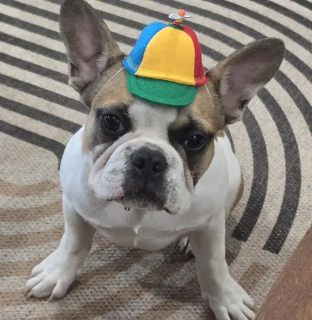 Customer photo of a pet with the Propeller Beanie Hat