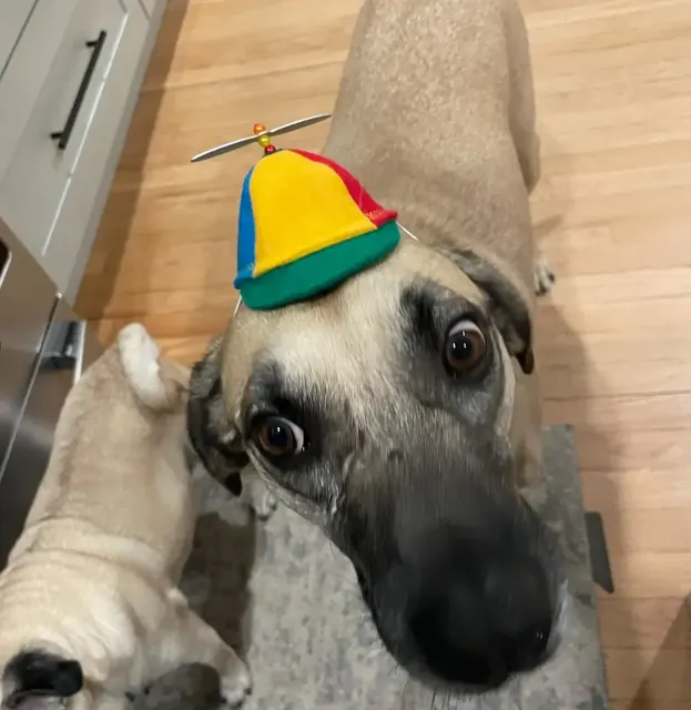Customer photo of a pet with the Propeller Beanie Hat