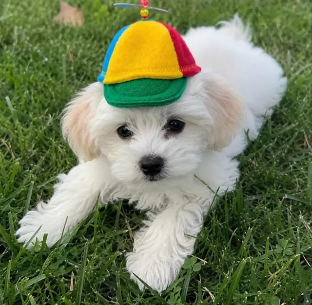 Customer photo of a pet with the Propeller Beanie Hat