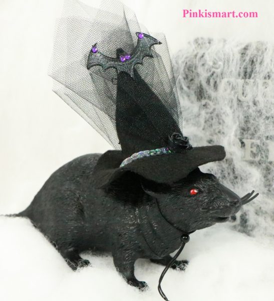 Pet Clothes Halloween Witch Hat Bat Theme Published Small Front